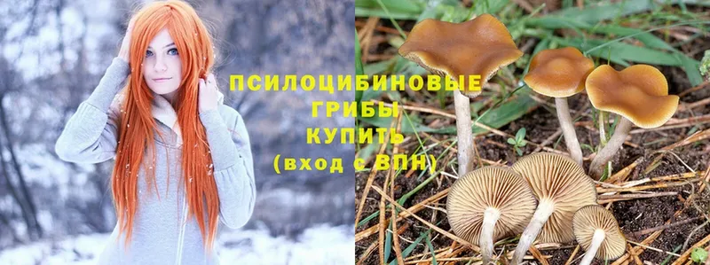 Галлюциногенные грибы Psilocybe  Малая Вишера 